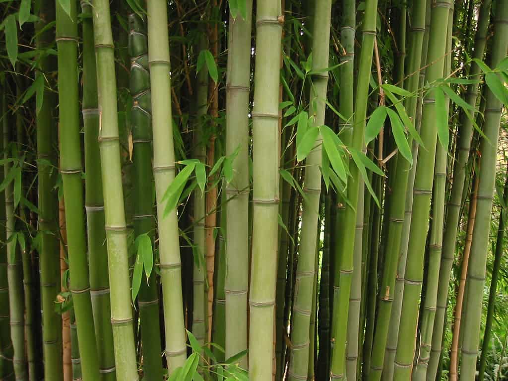 Moso bamboo