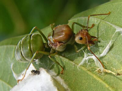 How Ants Organize Mega-Cities Underground
