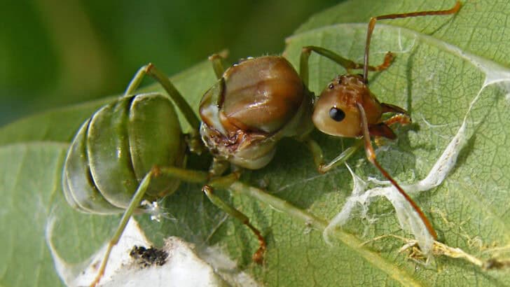 How Ants Organize Mega-Cities Underground