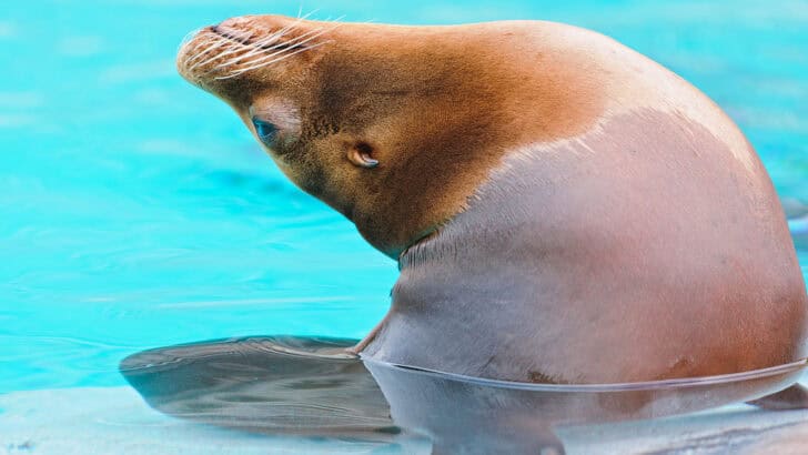 How Sea Lions Navigate Thousands of Miles Without Maps