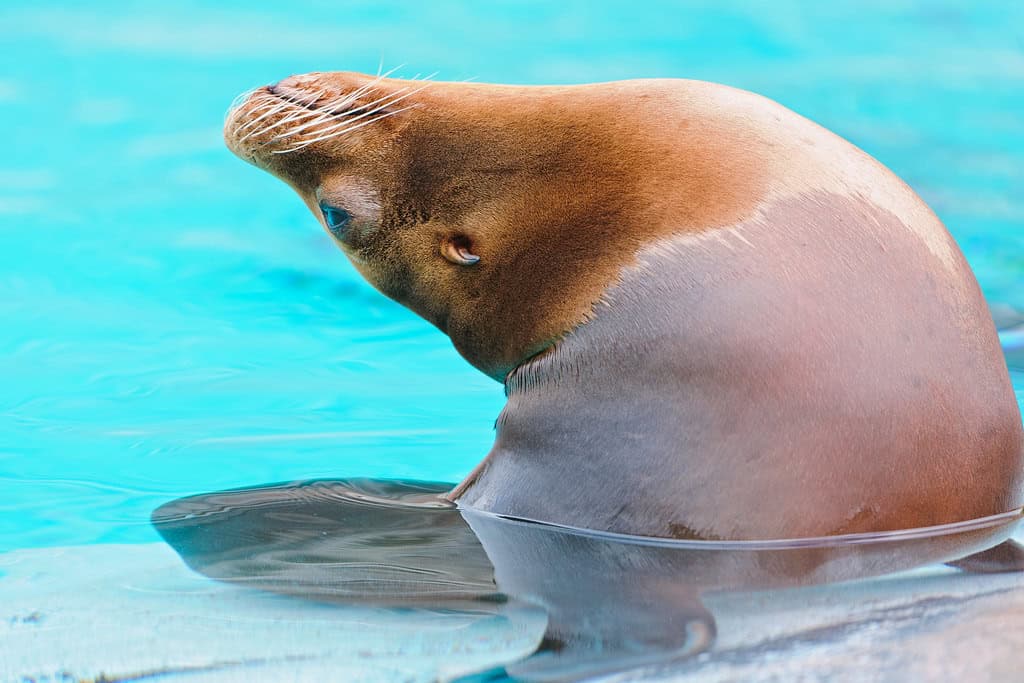 Sea Lion