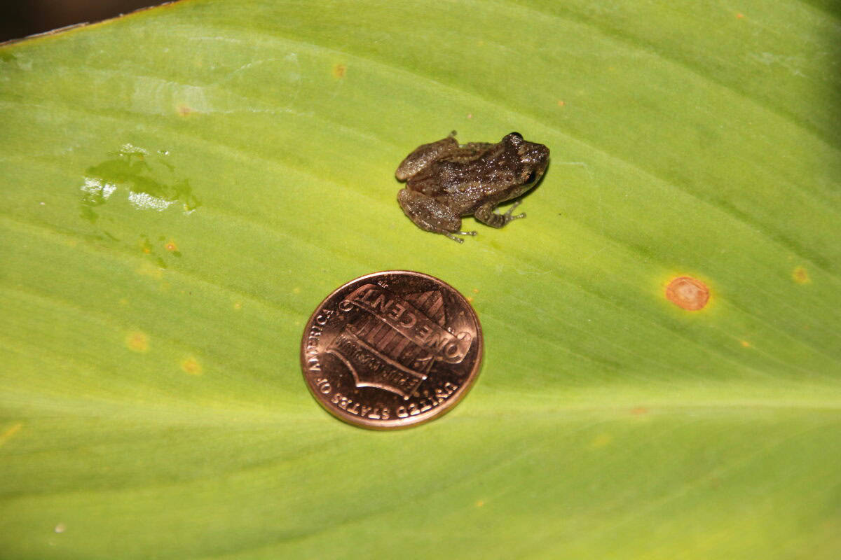 Coqui Frog