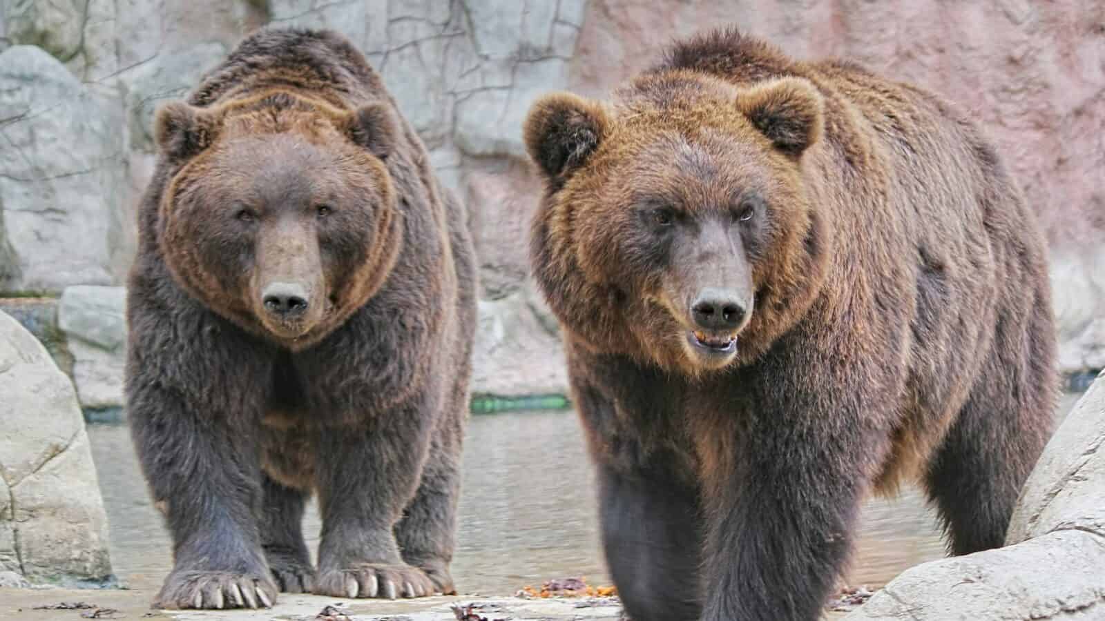 brown bear on gray concrete road during daytime