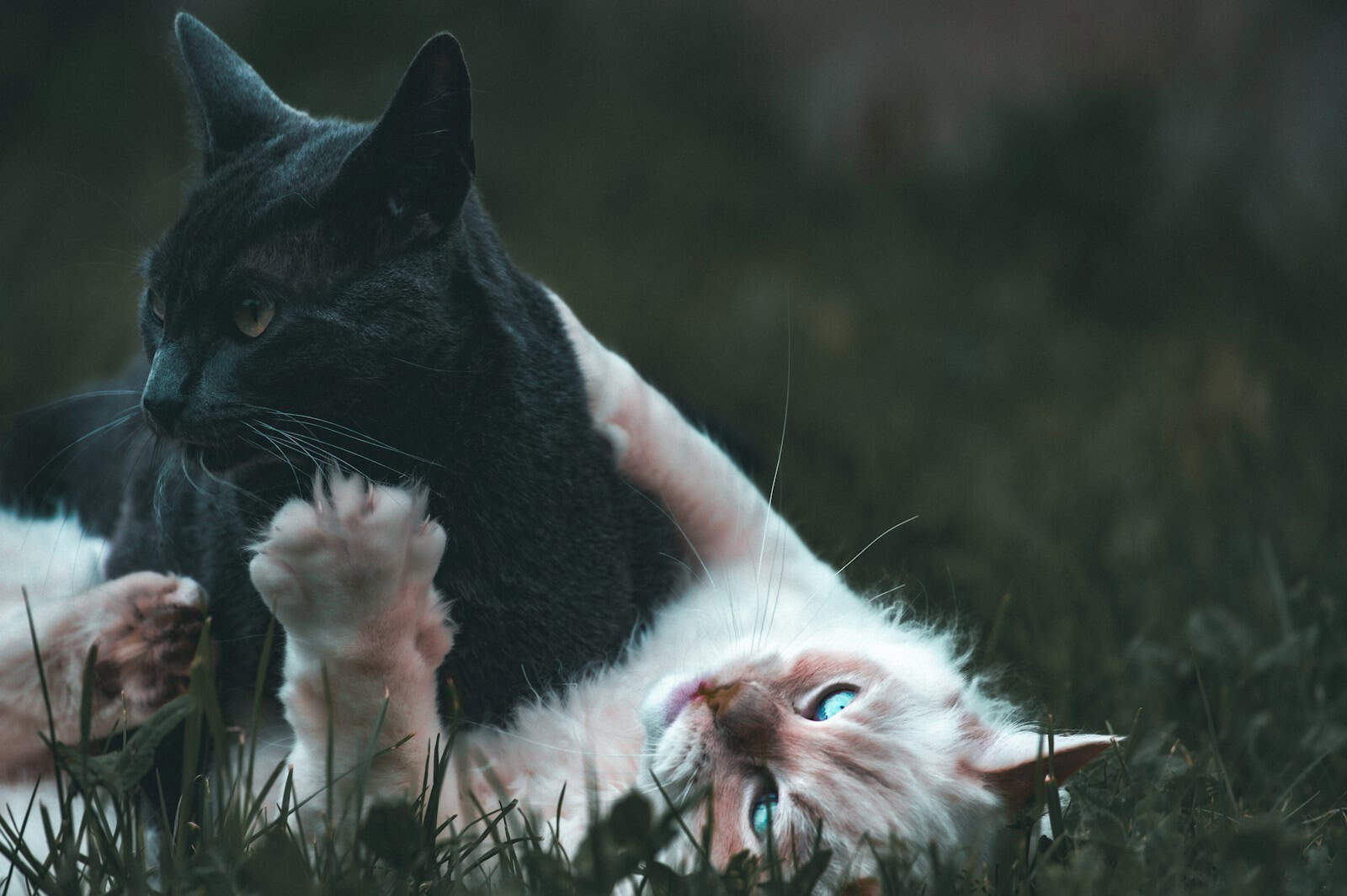 How Accurate Is the Animal Behavior in The Secret Life of Pets?