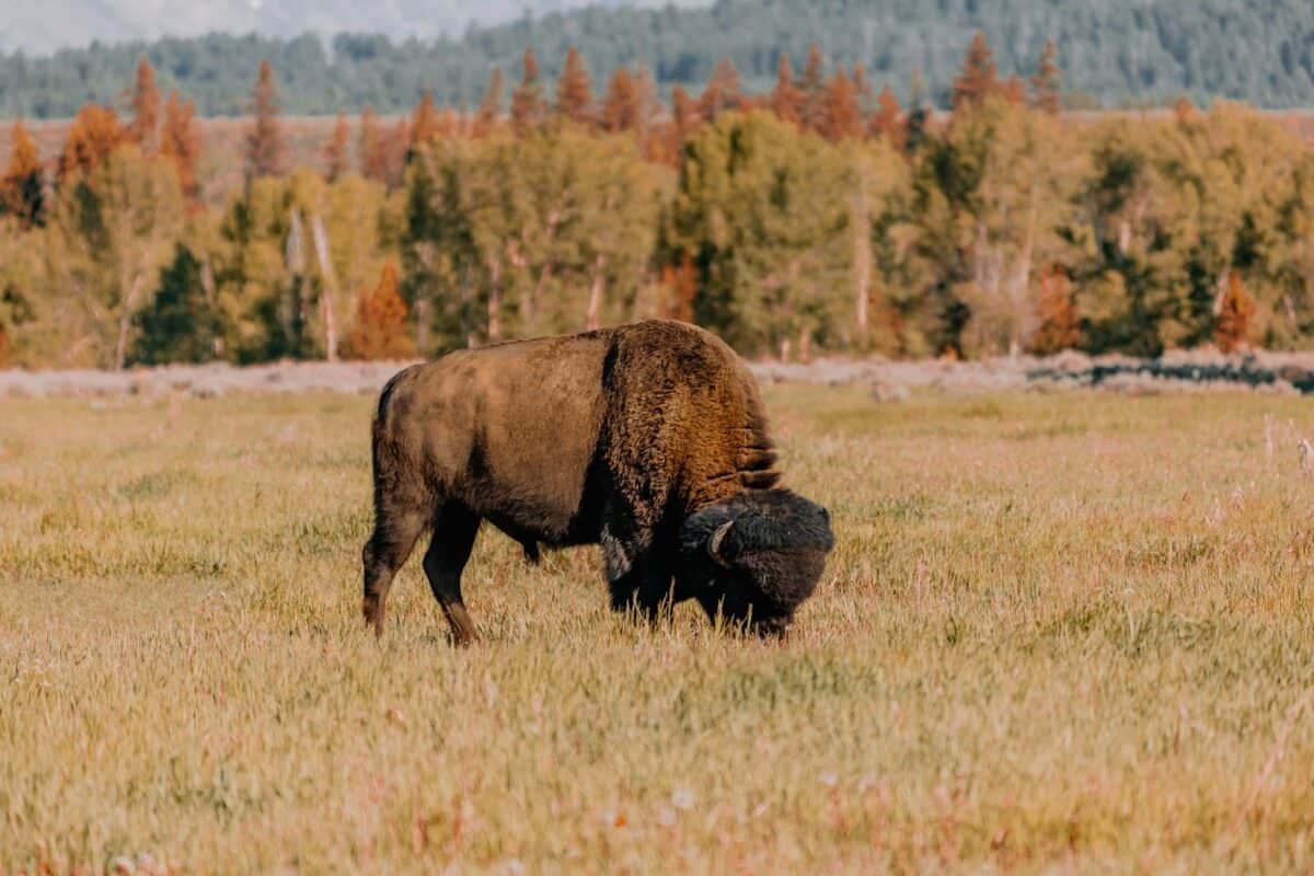 brown bison on brown grass field during daytime
