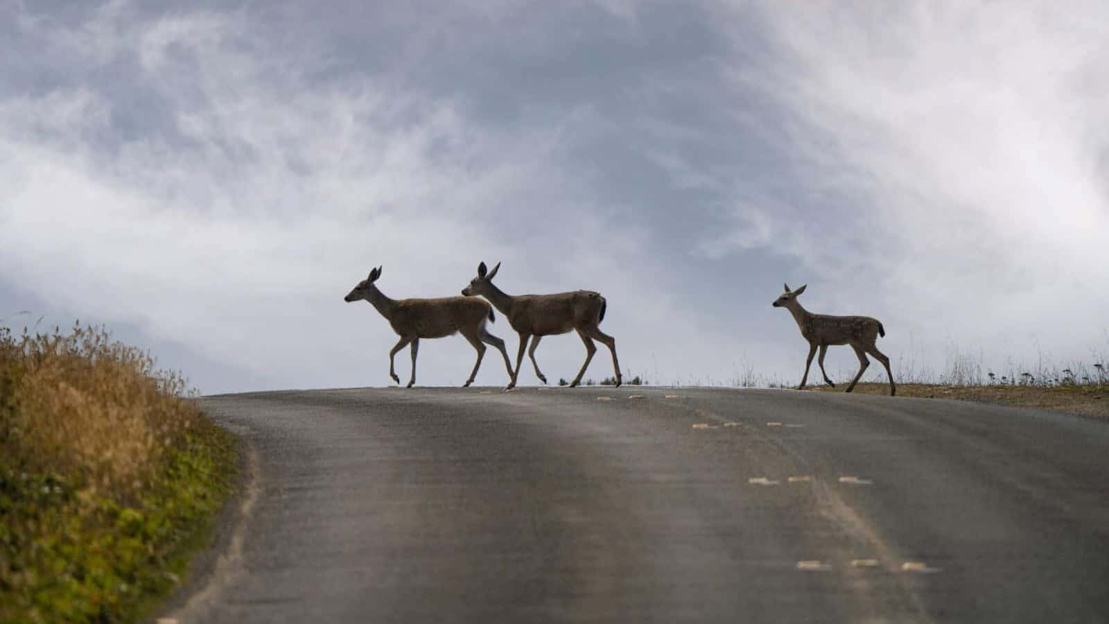 three brown deer running on road during daytime