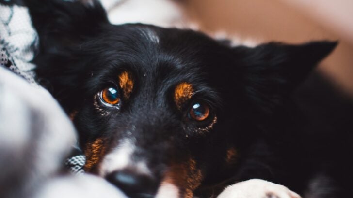 How Dogs Use Eye Contact to Bond With Humans