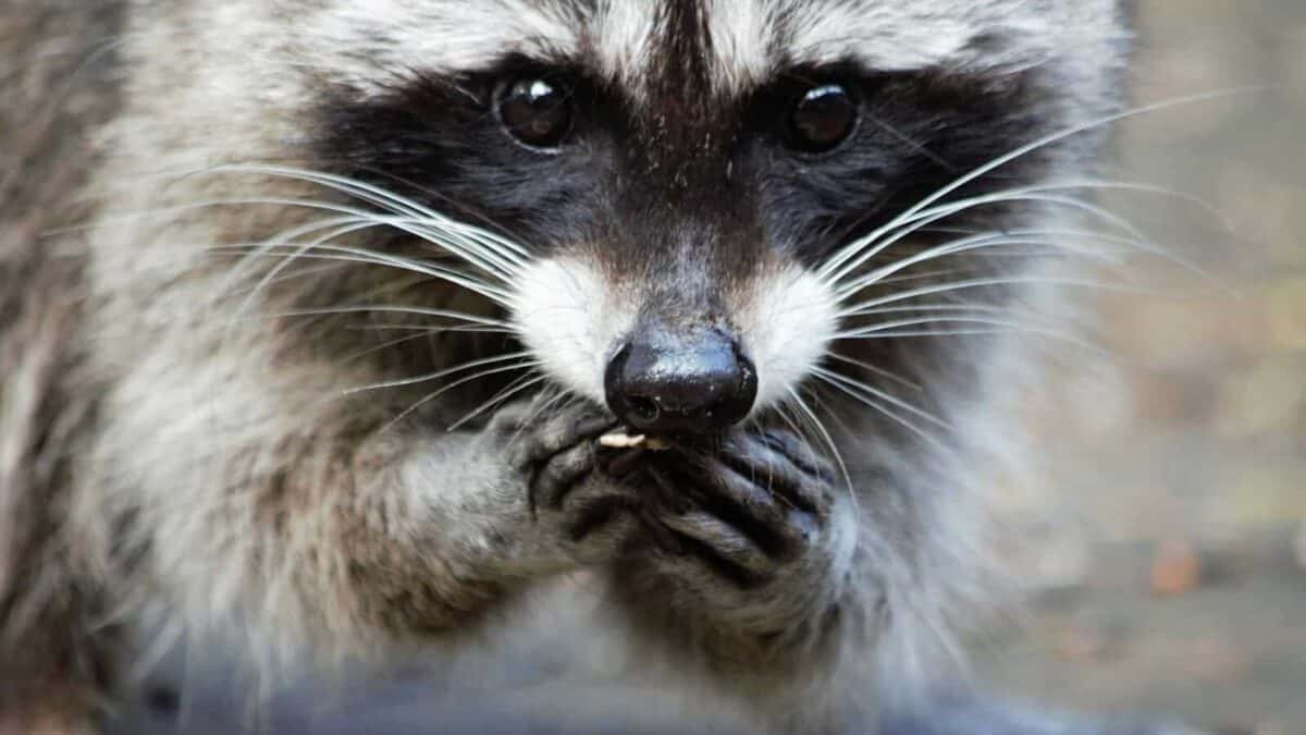 Raccoon eating
