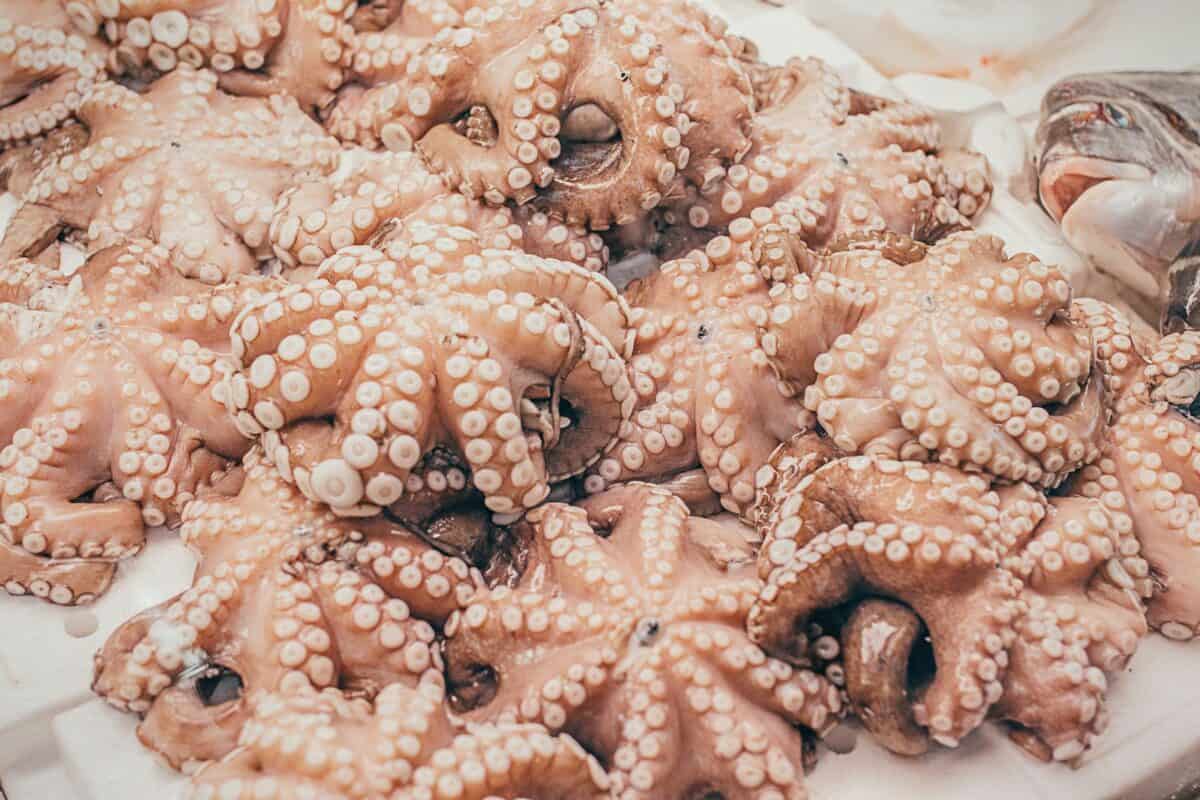 pink octopus