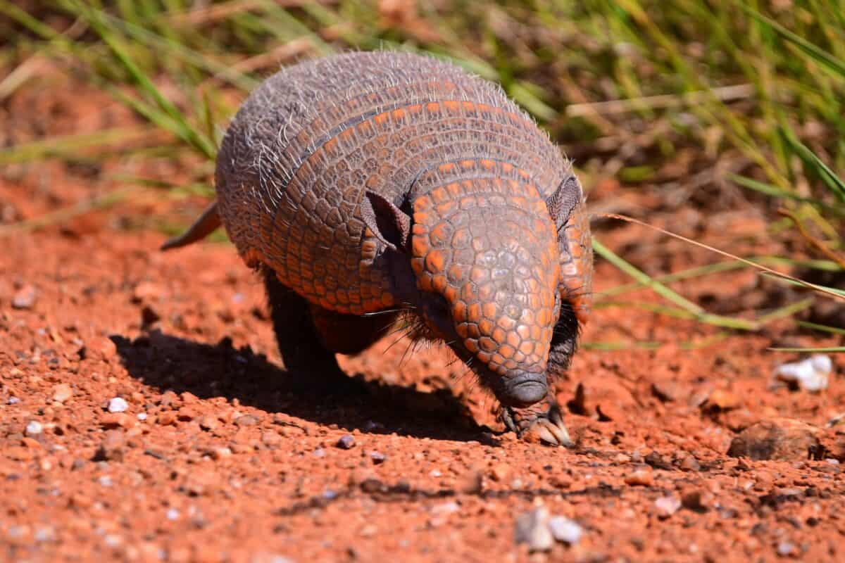 An armadillo walking on dry soil.