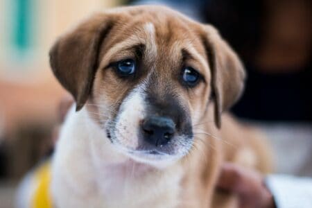 Dog Breeds Most Likely to Experience Separation Anxiety