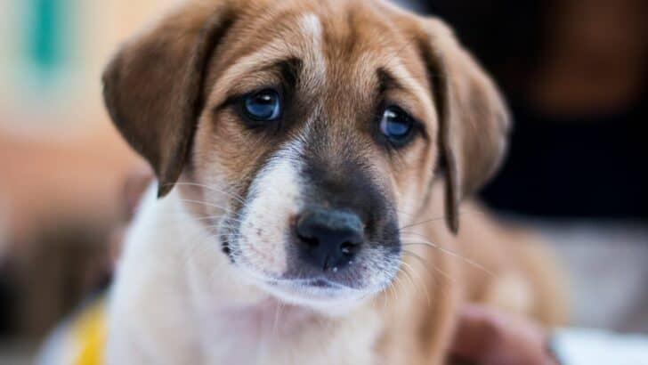 Dog Breeds Most Likely to Experience Separation Anxiety