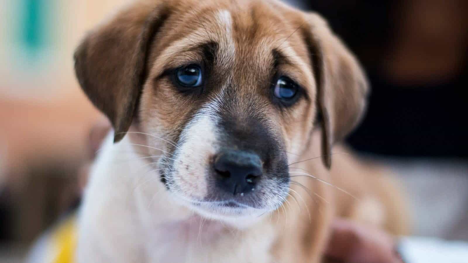short-coated white and tan dog
