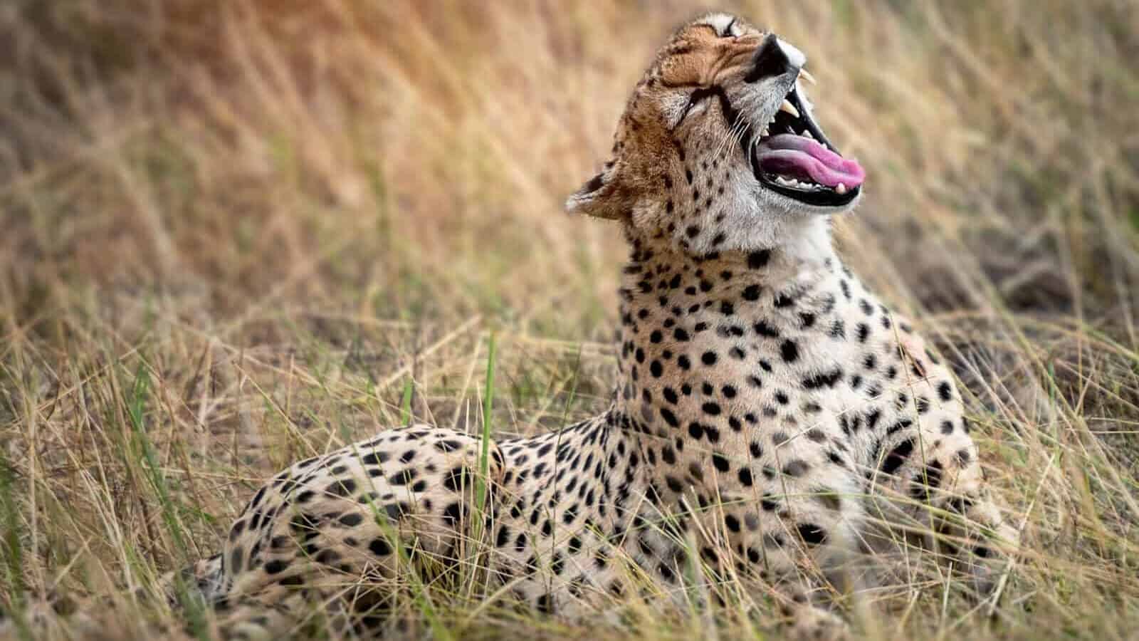 cheetah resting on grasses