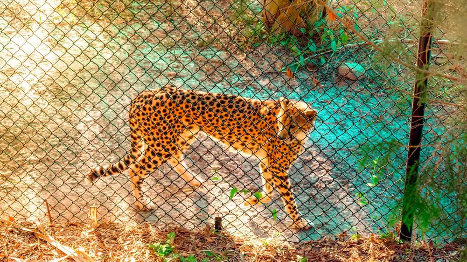 cheetah near chain link fence