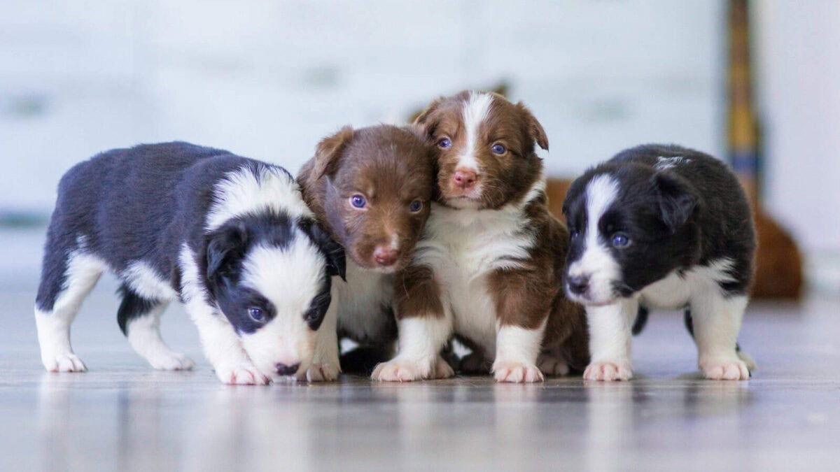 black and white short coated puppies