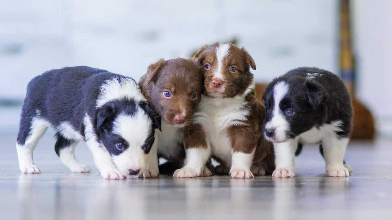 black and white short coated puppies