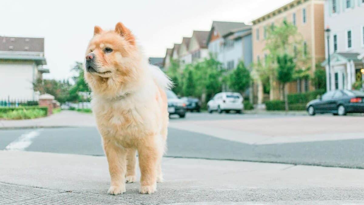 adult tan chow chow on pavement