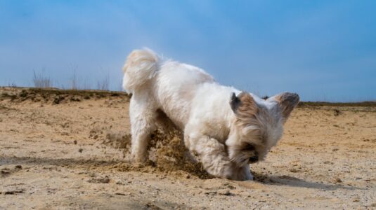 Why Do Some Dog Breeds Love to Dig Holes?