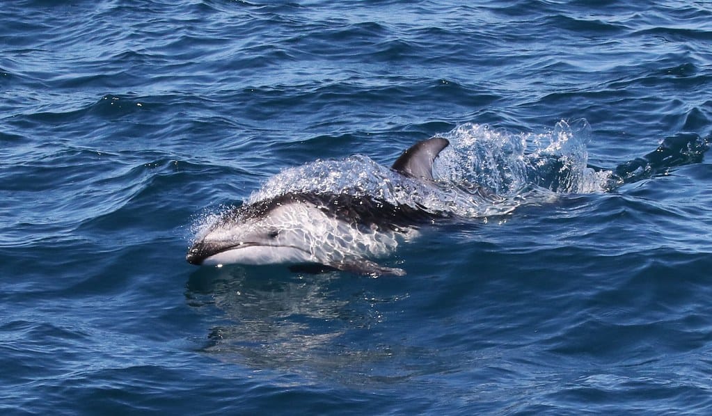 Dolphin