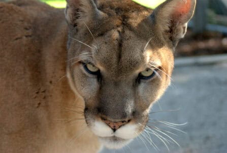 Why Florida Panthers Are So Hard to Protect
