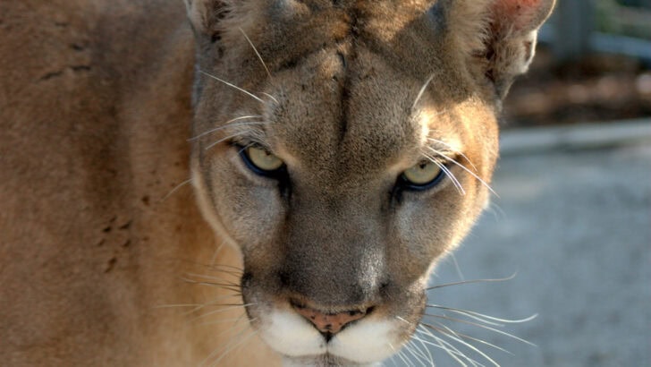 Why Florida Panthers Are So Hard to Protect