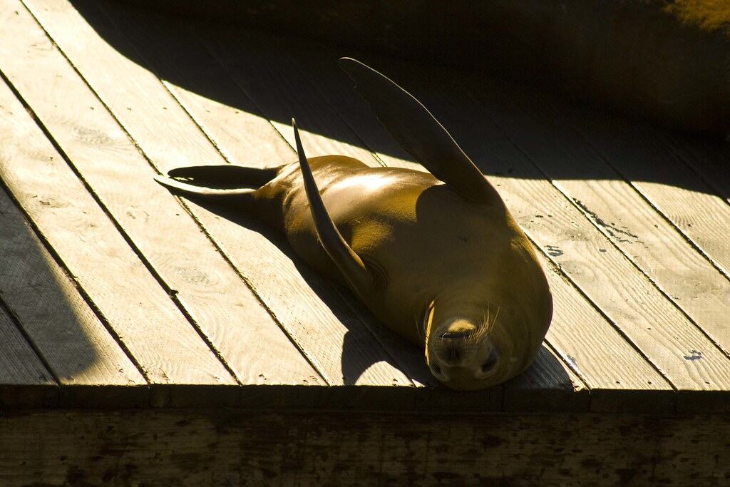 Seal clapping