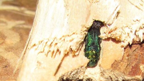 Emerald Ash Borer