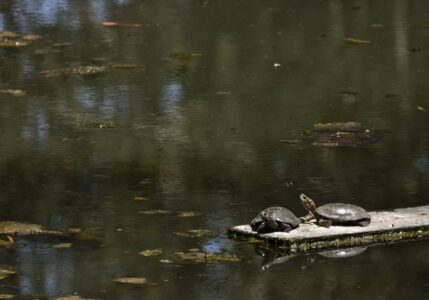 Native Turtles Return to Yosemite After Removal of Invasive Bullfrogs