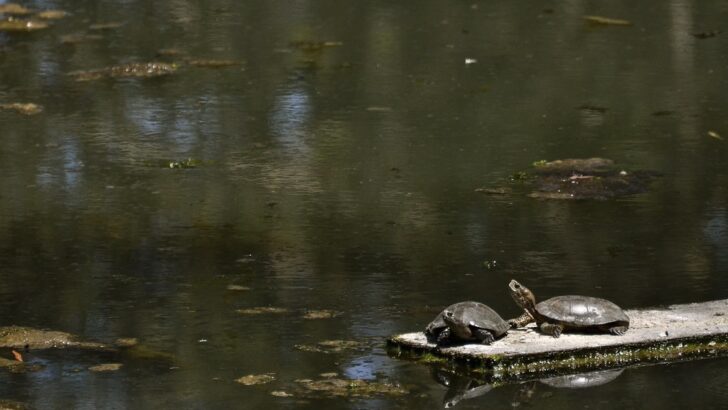 Native Turtles Return to Yosemite After Removal of Invasive Bullfrogs