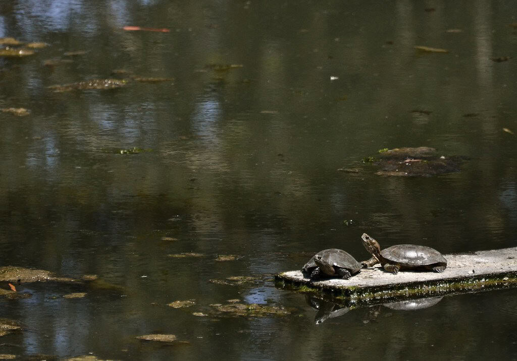 Pond turtle