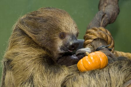 Sloths Are Slow but So Is Their Race Against Extinction
