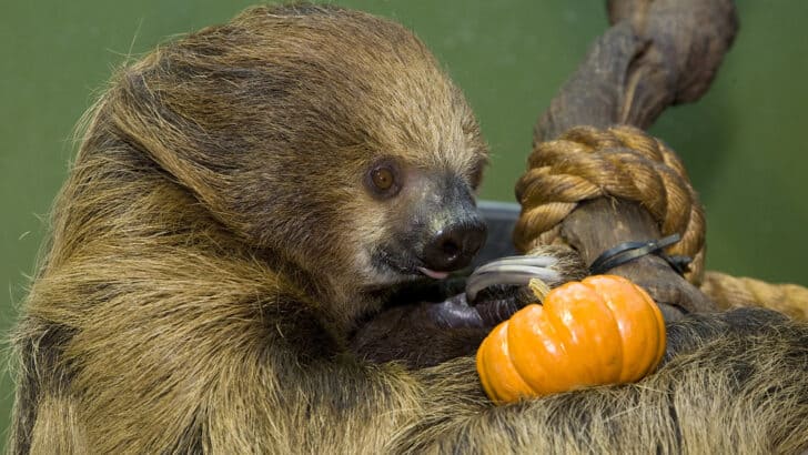 Sloths Are Slow but So Is Their Race Against Extinction