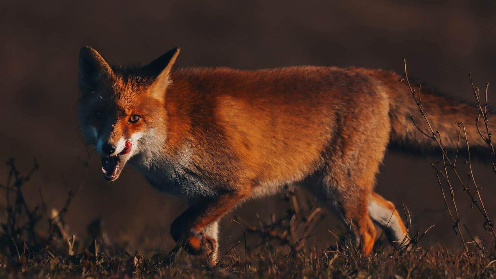 A red fox running through a field with its mouth open