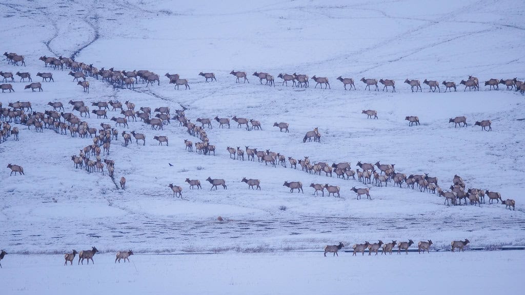 Elk Migration