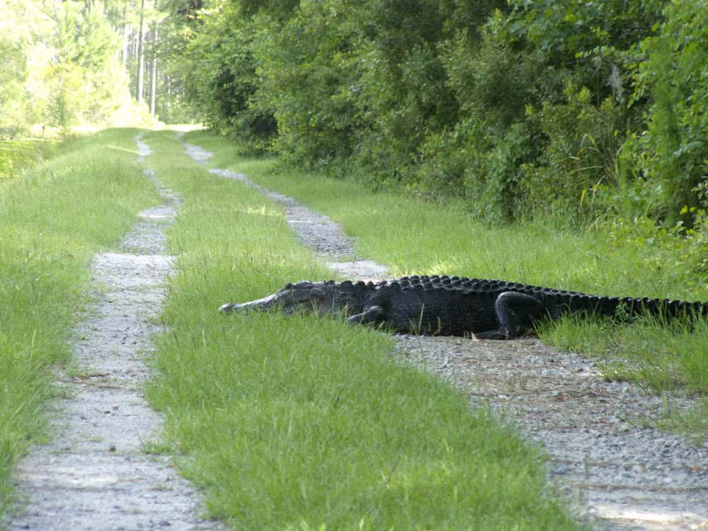 Alligator