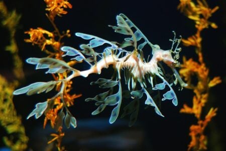 The Leafy Sea Dragon: Nature&rsquo;s Master of Underwater Camouflage