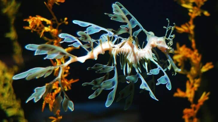 The Leafy Sea Dragon: Nature’s Master of Underwater Camouflage