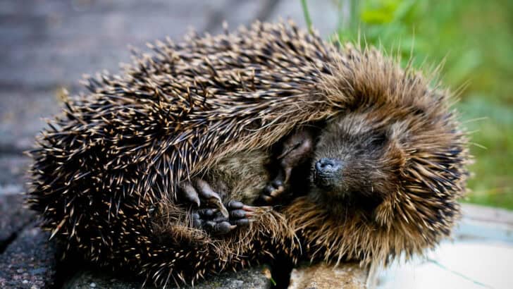 Hedgehogs Curl Up Together for Nap Time