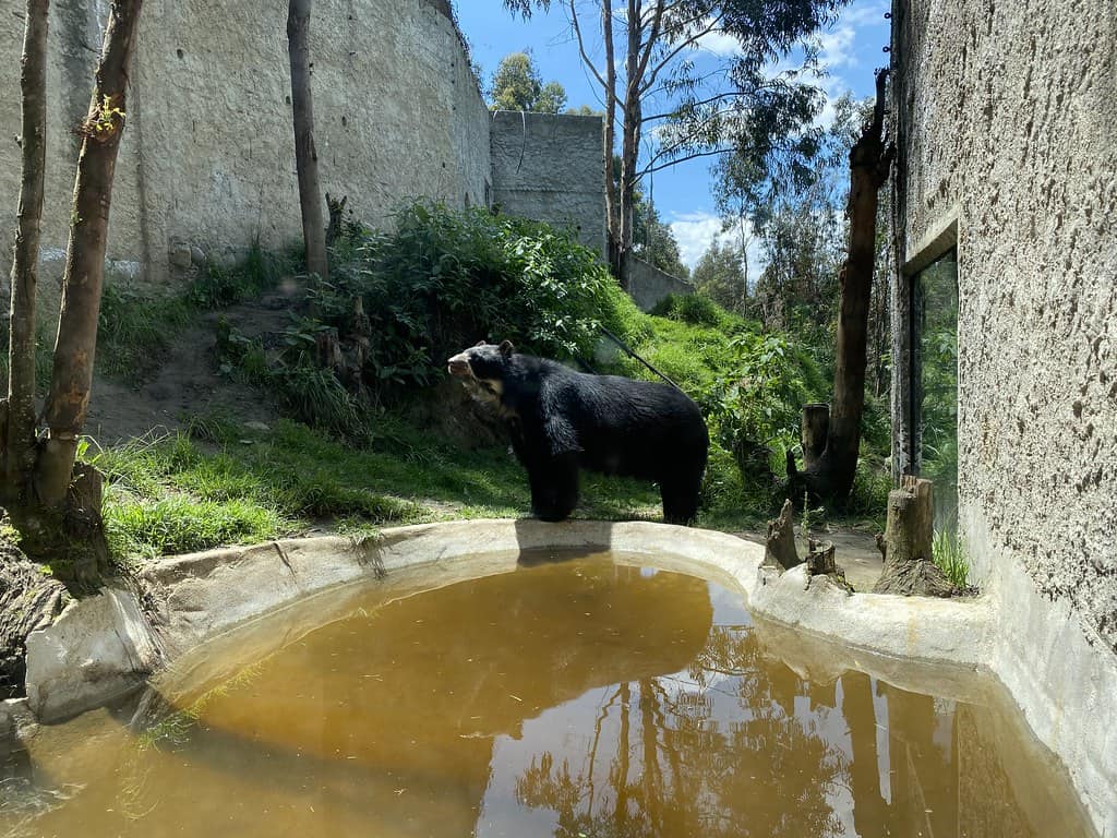 Andean Bear