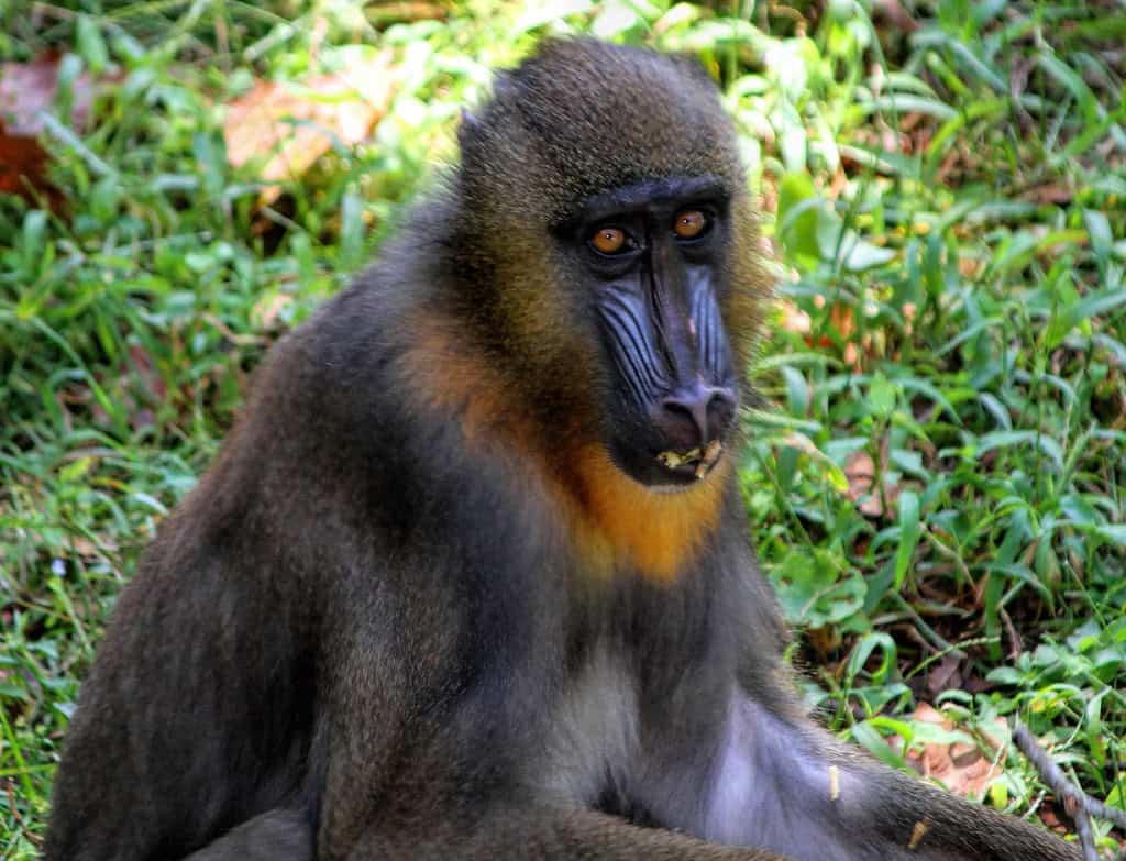 Mandrill. Image by Openverse.