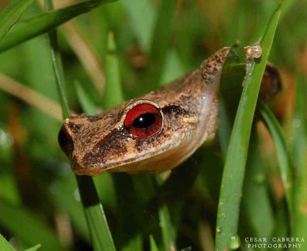 Coqui Frog