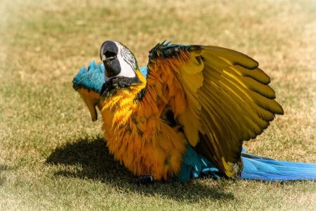 Parrots Dance to Music They Actually Like