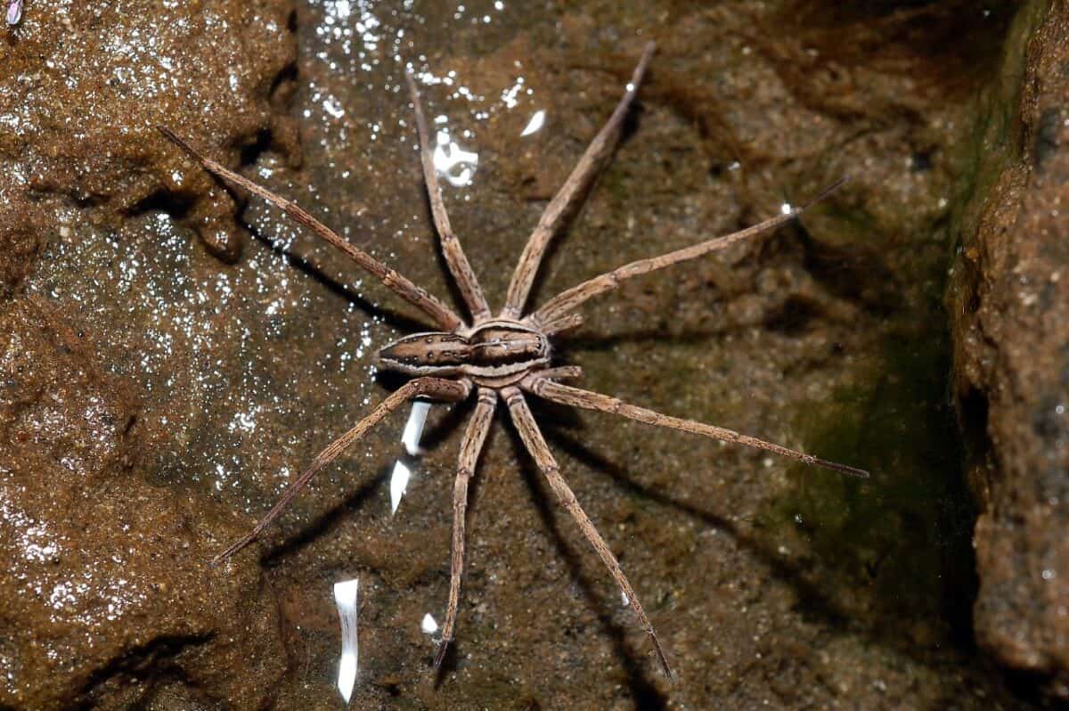 Male nursery web spider