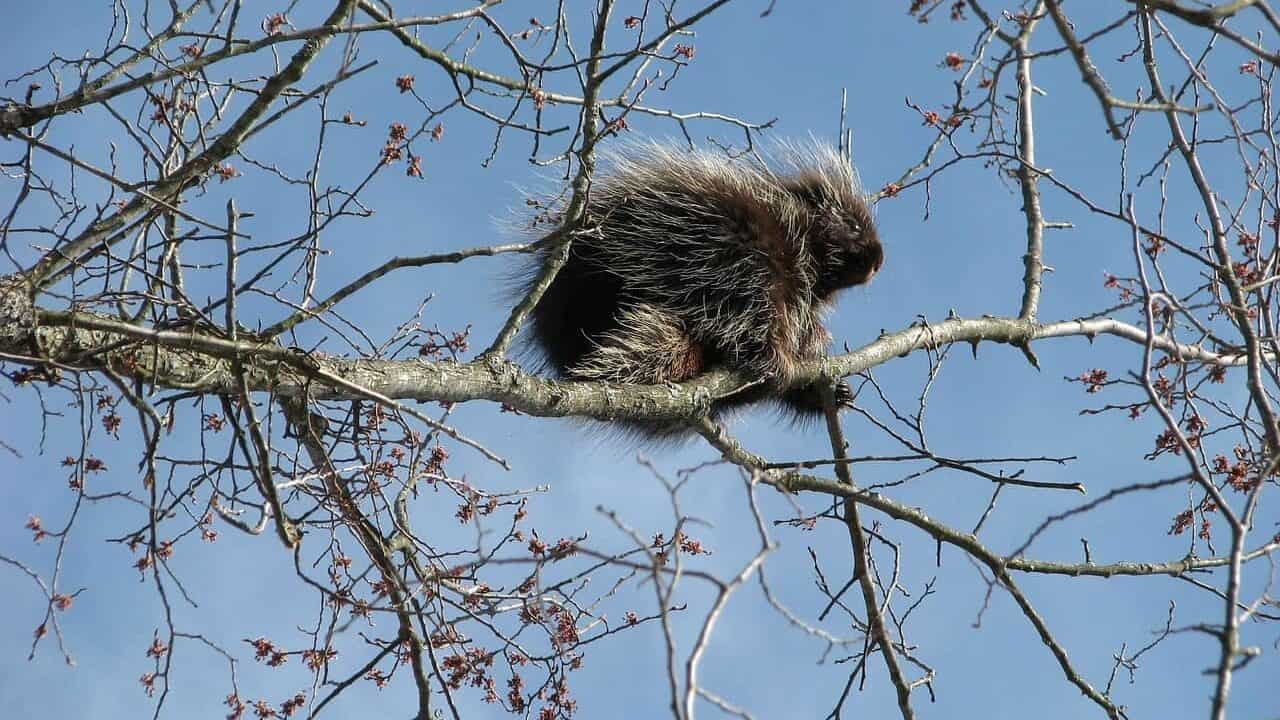 North American Porcupine