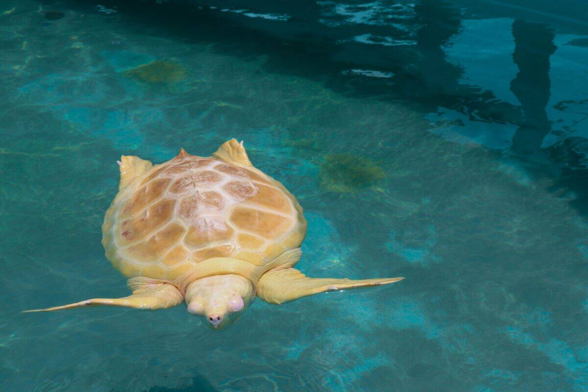 A massive brown turtle swimming in blue waters.