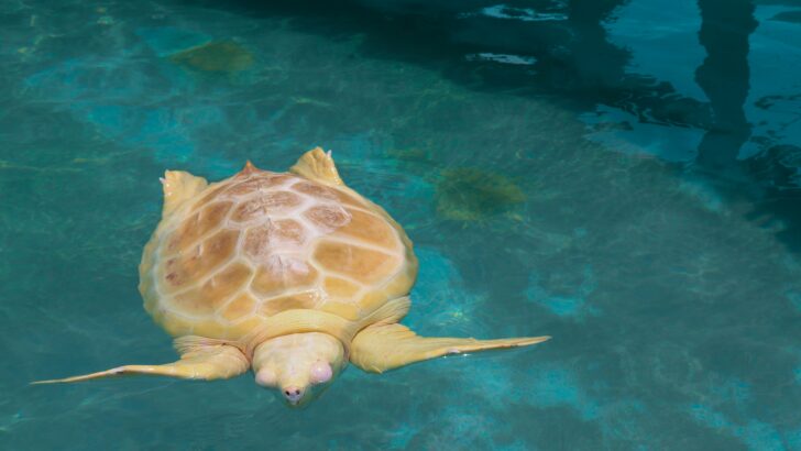 Turtles as World-Bearers in Indigenous Beliefs