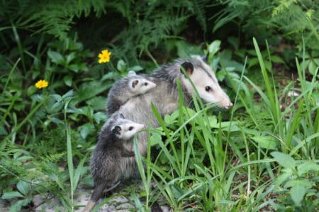 Why These Animals Fake Their Own Death
