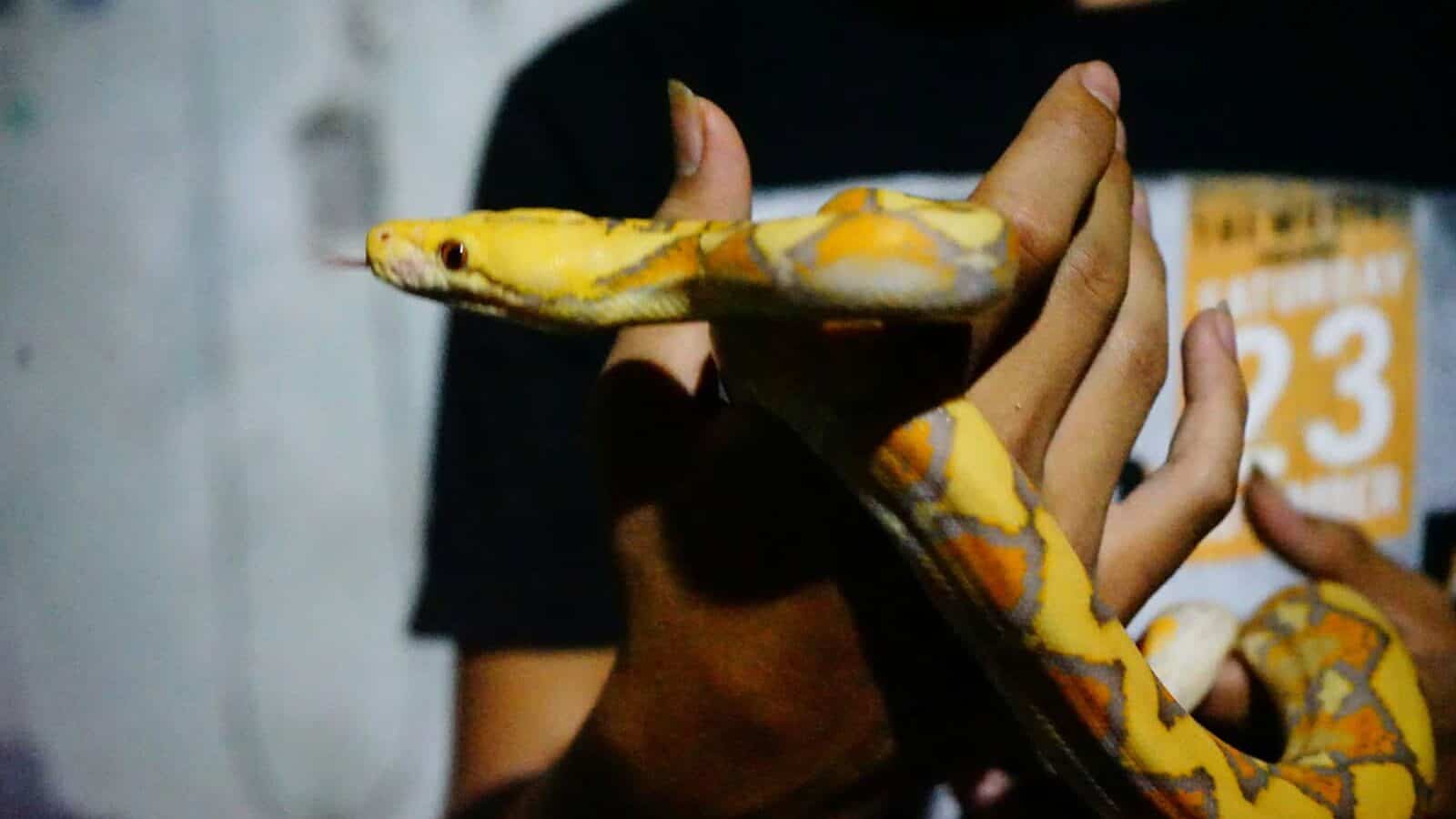 orange, yellow and gray snake