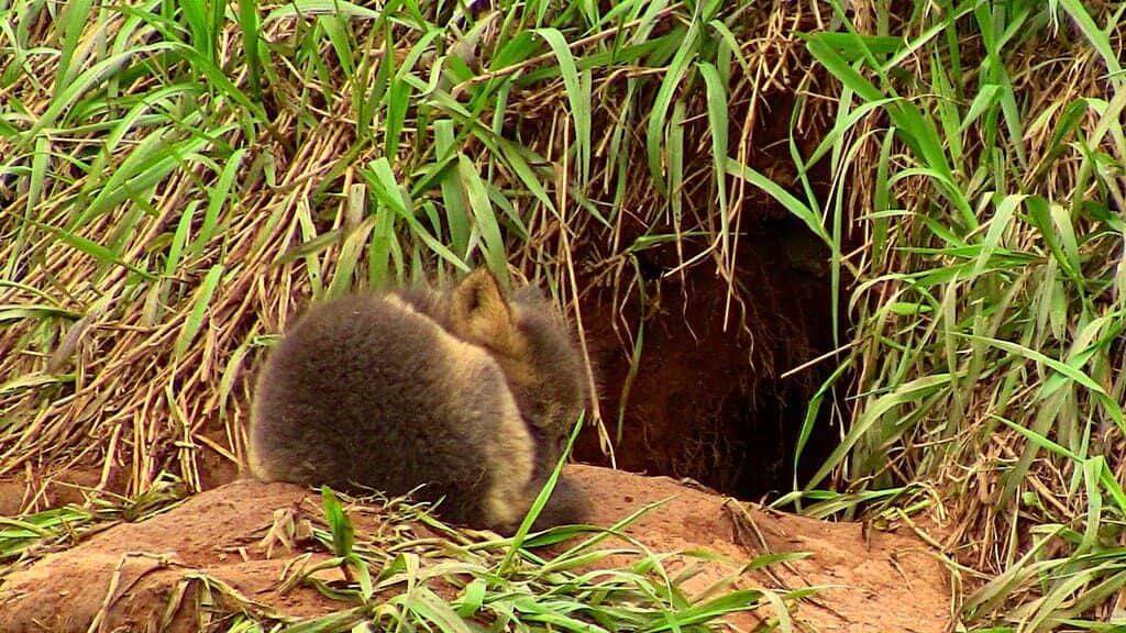 Baby fox